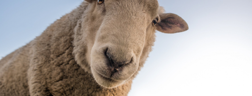 An Australian Sheep